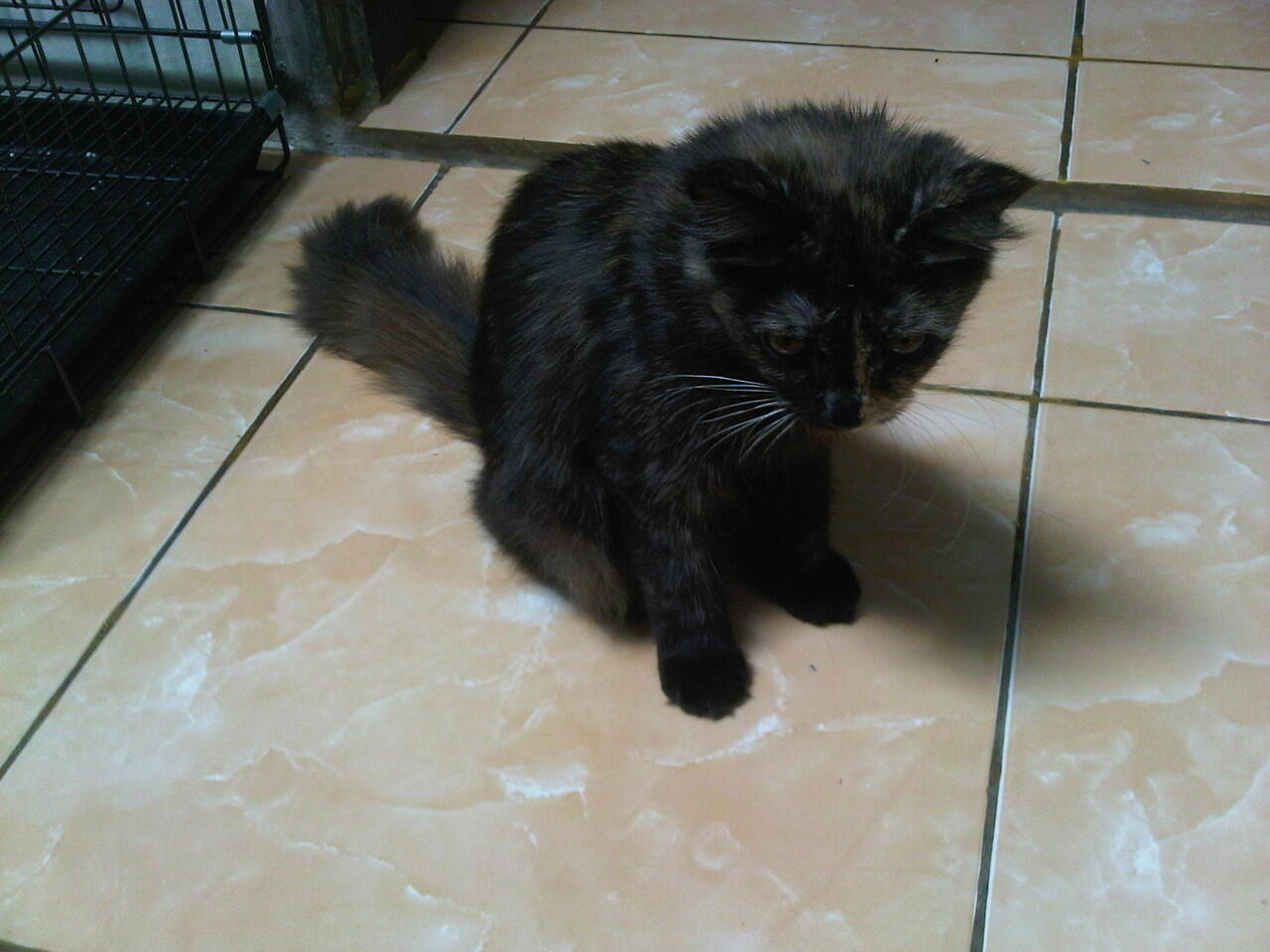 kucing persia mix anggora nego
