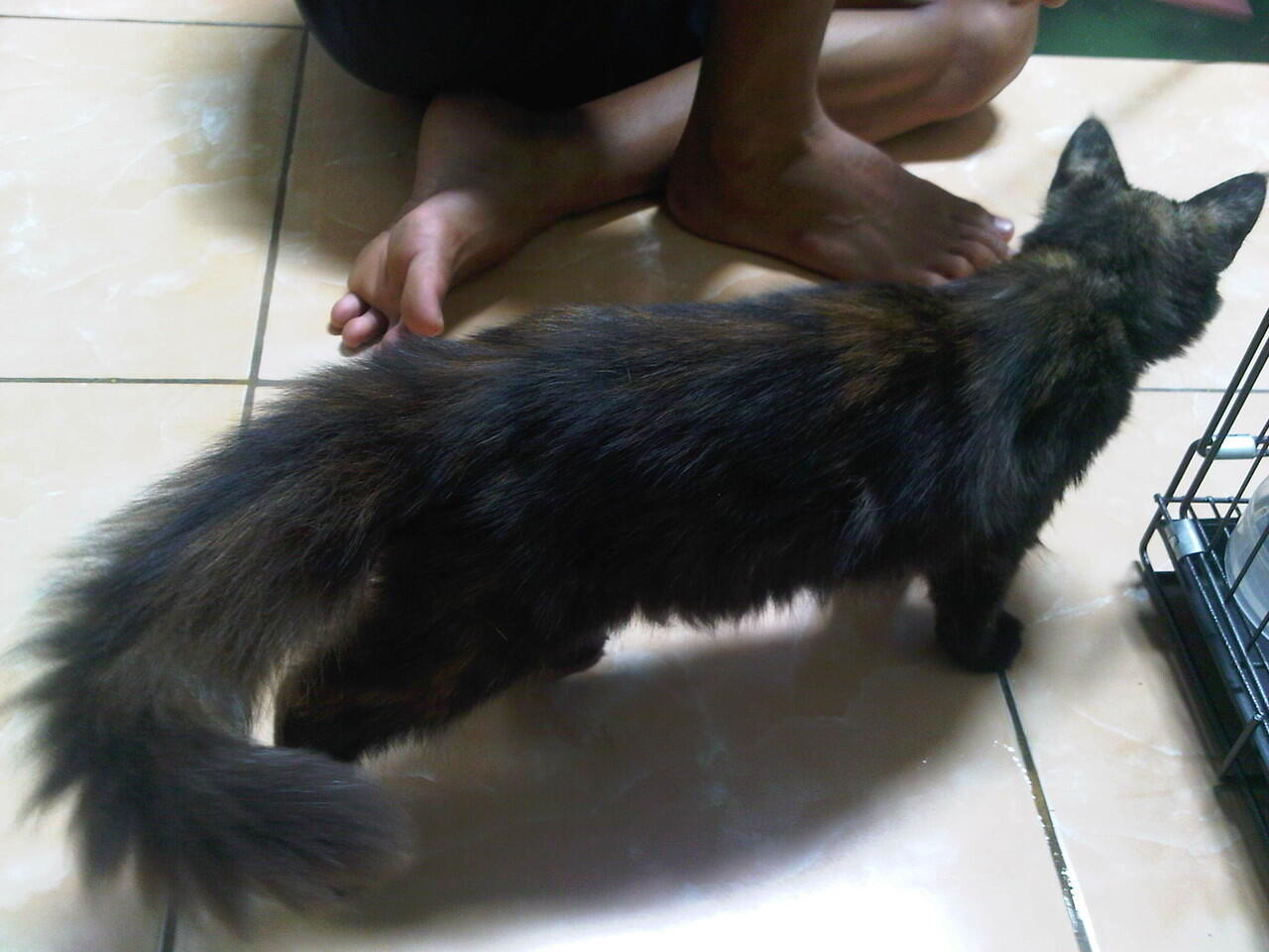 kucing persia mix anggora nego