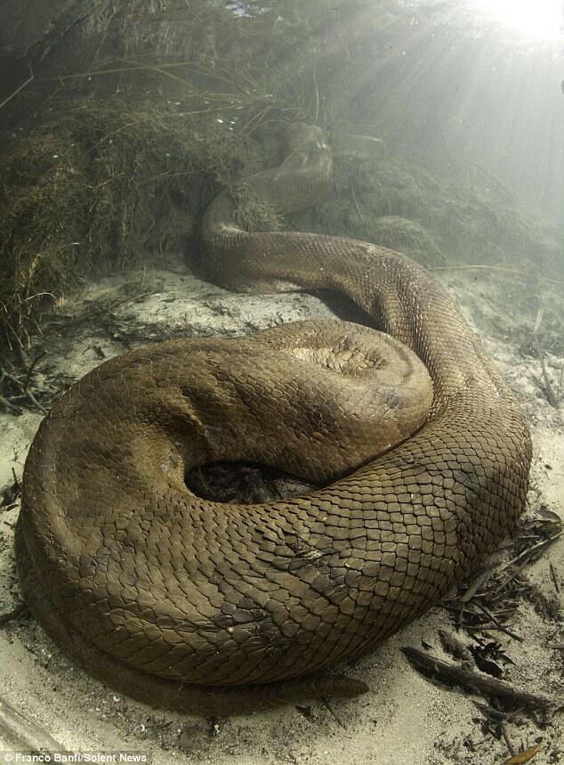 Asli Foto, Ular Anaconda terbesar yang pernah ditemukan 
