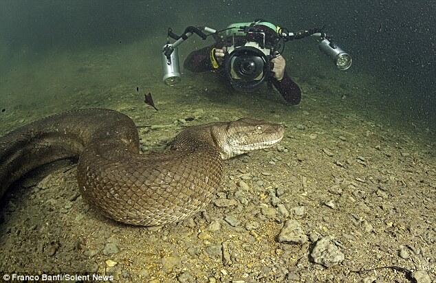 Asli Foto, Ular Anaconda terbesar yang pernah ditemukan 
