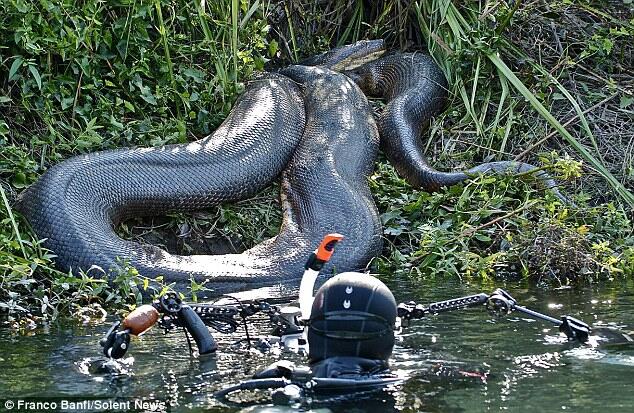 Asli Foto, Ular Anaconda terbesar yang pernah ditemukan 