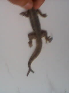 Cicak Ekor Cabang 2
