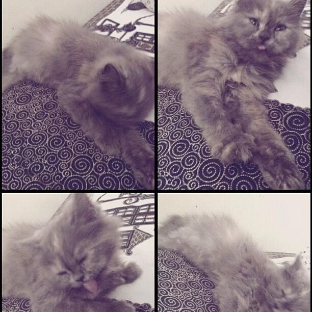 DIJUAL CEPAT FEMALE PERSIA PEAKNOSE 6 BULAN
