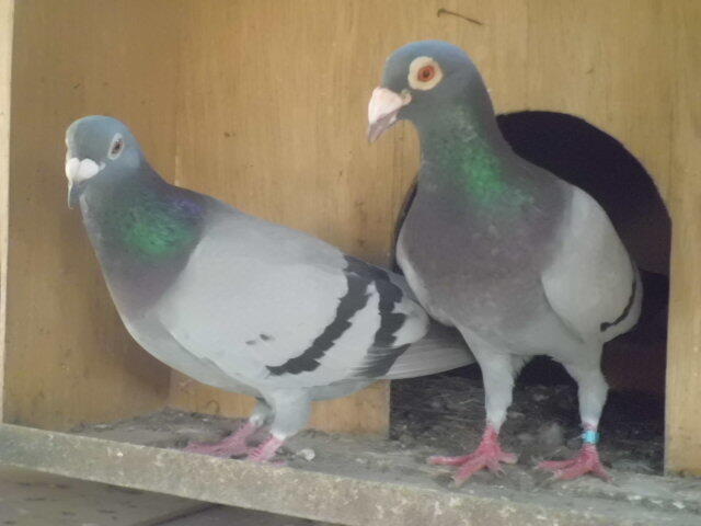 merpati pos