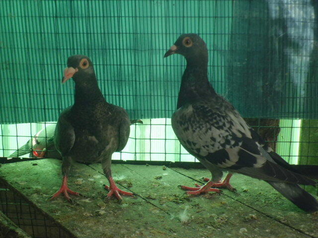 merpati pos