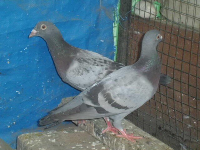 merpati pos