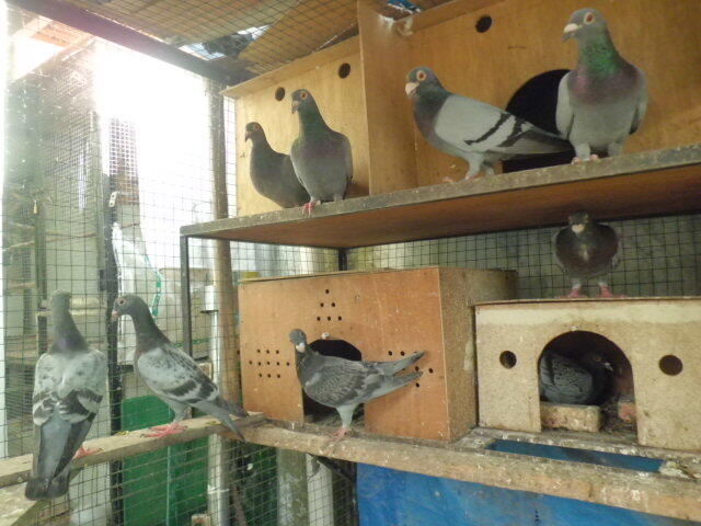 merpati pos