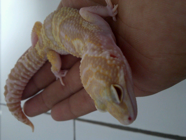 gecko Mack Snow Raptor full ruby