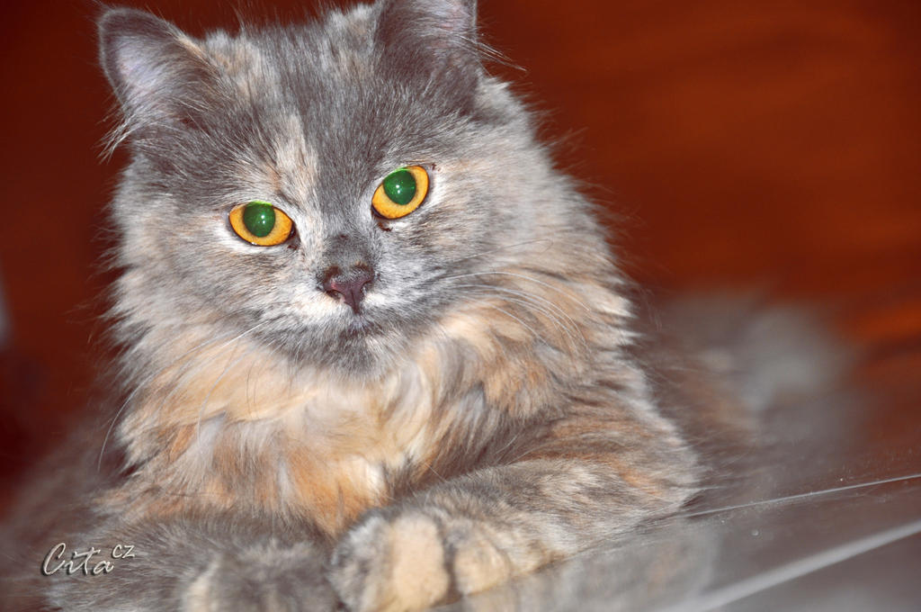 Kucing Persia Medium Hilang