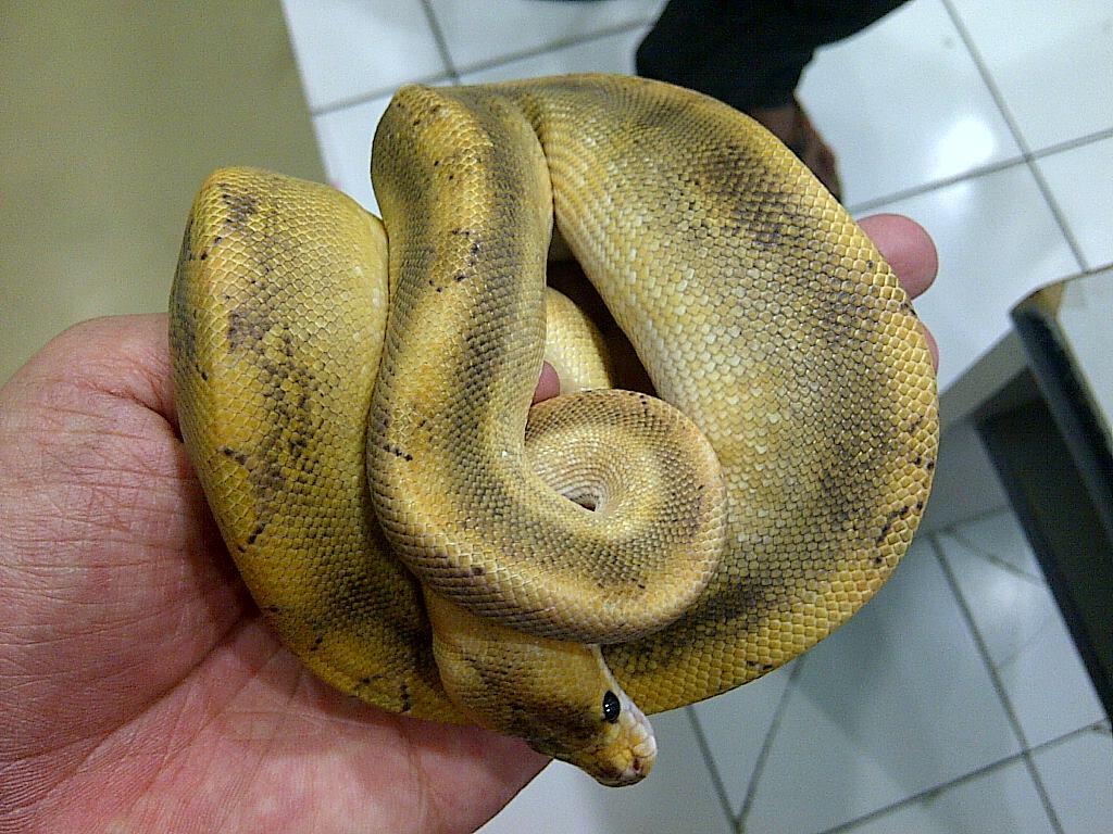 Ball Python Champagne Male Ball Phyton