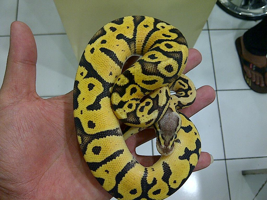 Ball Python Firefly Male Ball Phyton