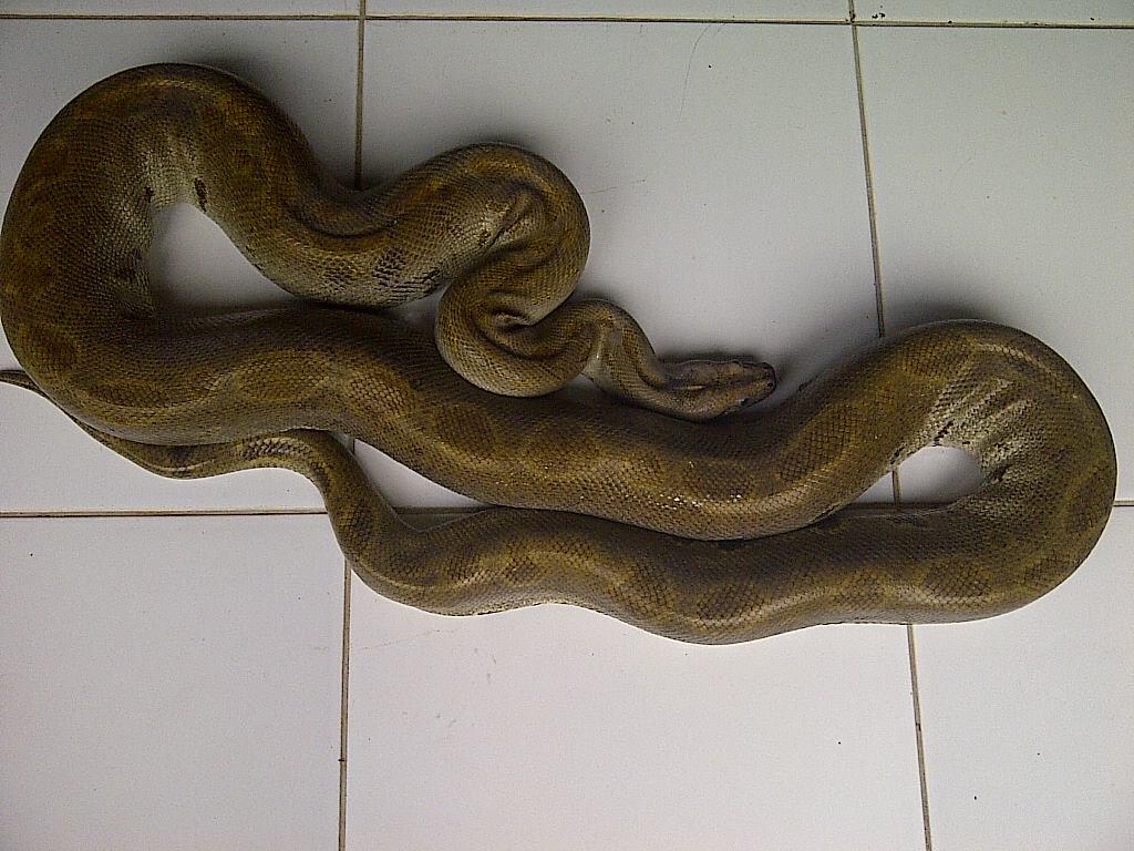 Green Burmese Male Proven Siap Kimpoi