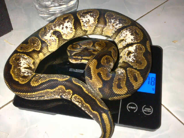 Ball Python Lesser Platinum, Pewter, Sugar Male Siap Kompoi