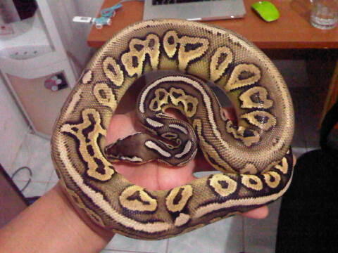 Ball Python Lesser Platinum, Pewter, Sugar Male Siap Kompoi