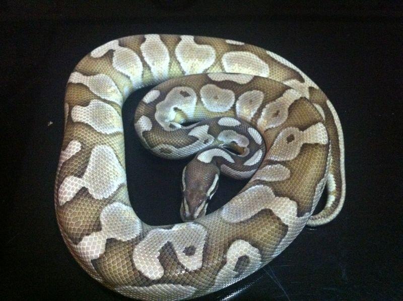Ball Python Lesser Platinum, Pewter, Sugar Male Siap Kompoi