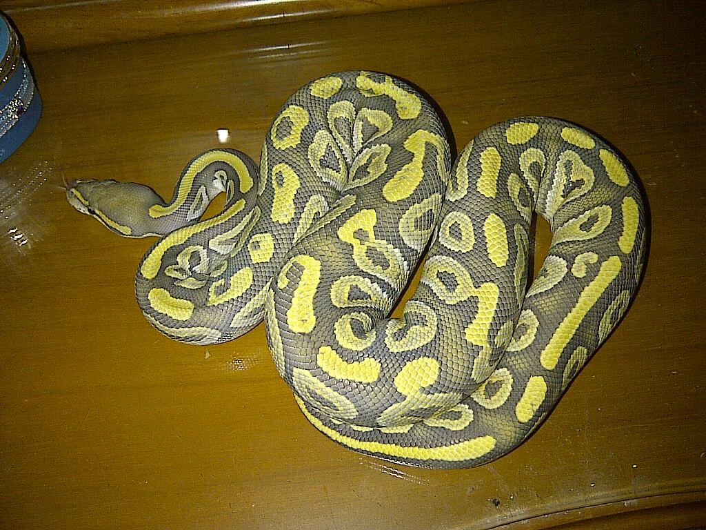 Ball Python Mojave Orange Ghost & ButterScotch Ghost Male Ball Phyton