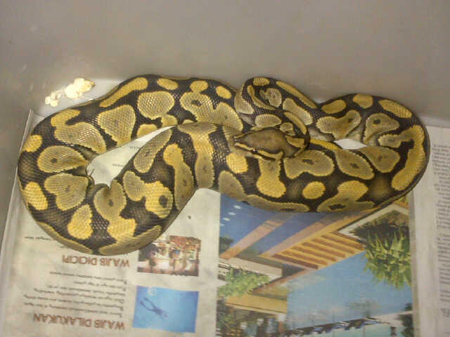 Ball Python Mojave Orange Ghost & ButterScotch Ghost Male Ball Phyton