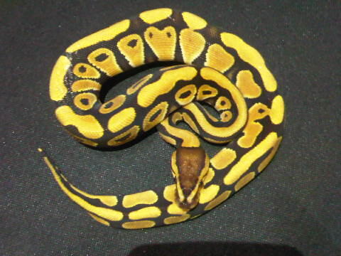 Ball Python Dessert & Enchi Male Ball Phyton