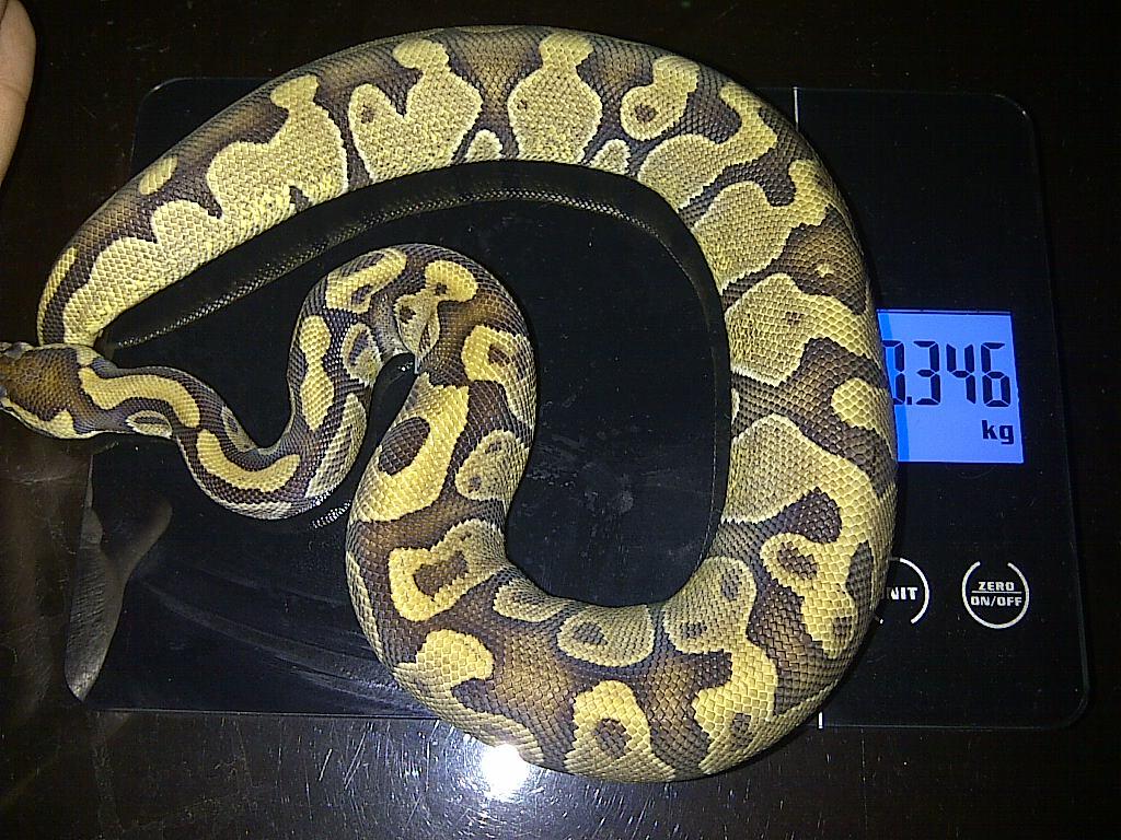 Ball Python Dessert & Enchi Male Ball Phyton