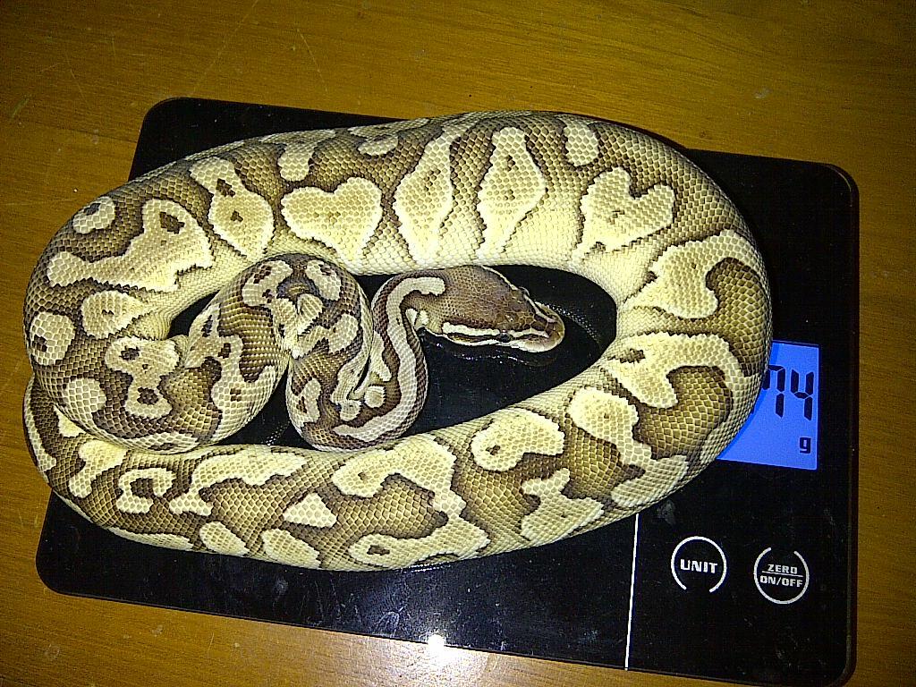 Ball Python Butter Pastel & Butter Spider Male Ball Phyton