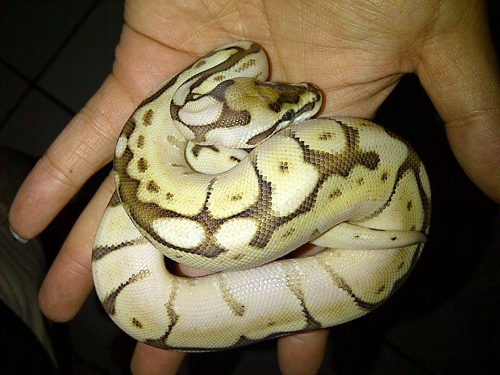 Ball Python Butter Pastel & Butter Spider Male Ball Phyton