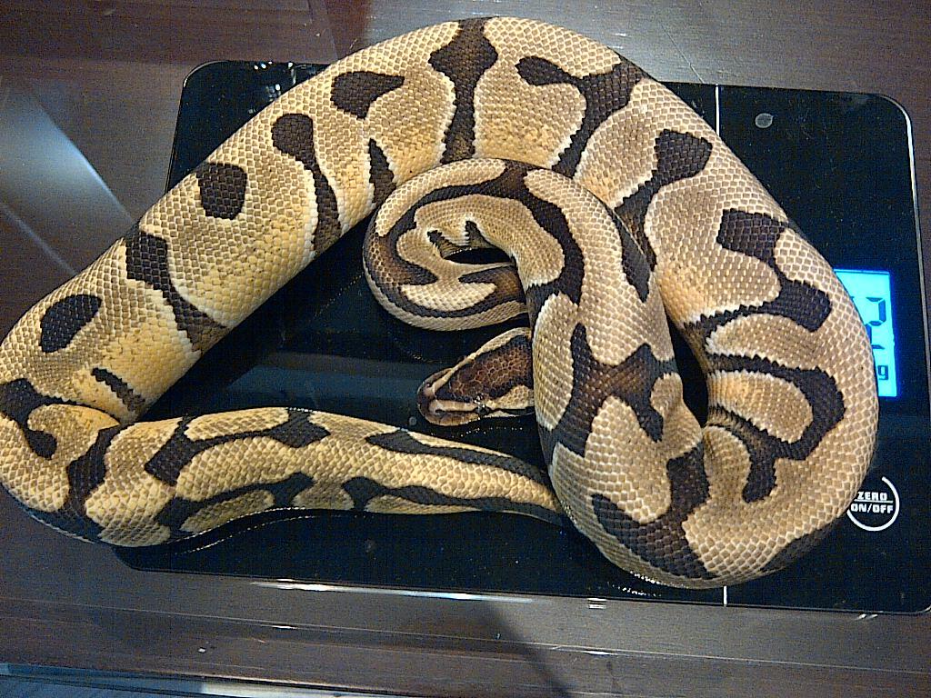 Ball Python Tiger, Pied, Fire Spider Male Ball Phyton