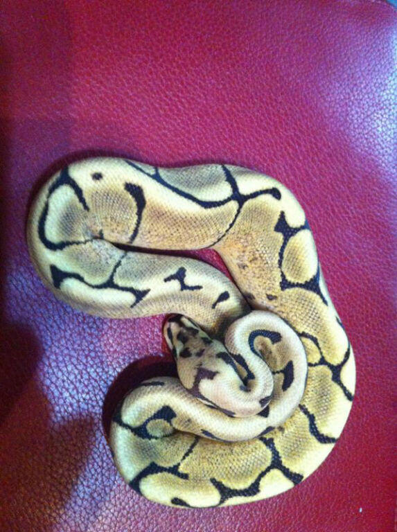 Ball Python Tiger, Pied, Fire Spider Male Ball Phyton
