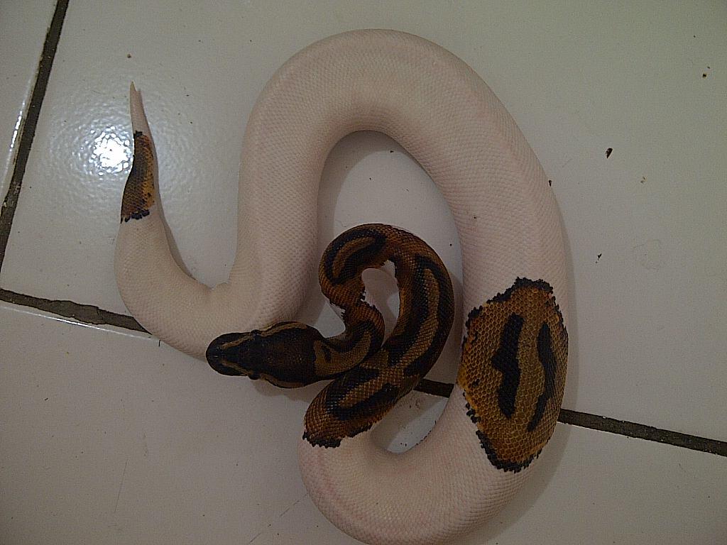 Ball Python Tiger, Pied, Fire Spider Male Ball Phyton