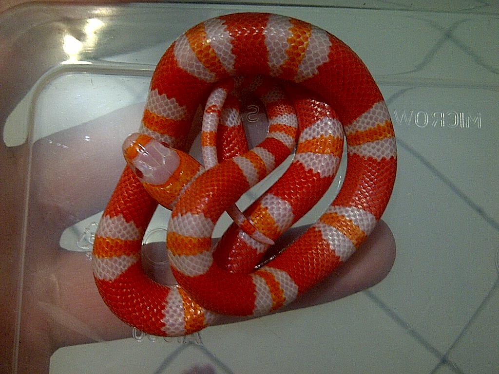 Colubrid Albino Tangerine Honduran, Snow Honduran, Cross Honduran x Pueblan Albino