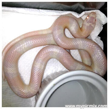 Colubrid Albino Tangerine Honduran, Snow Honduran, Cross Honduran x Pueblan Albino
