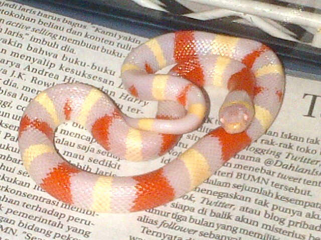 Colubrid Albino Tangerine Honduran, Snow Honduran, Cross Honduran x Pueblan Albino