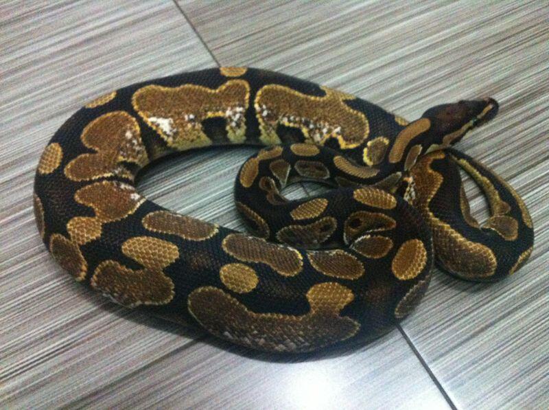 Ball Python Sugar Male Ball Phyton
