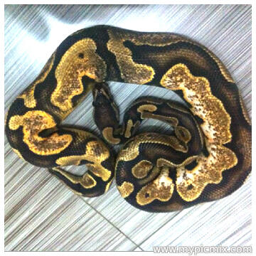 Ball Python Sugar Male Ball Phyton