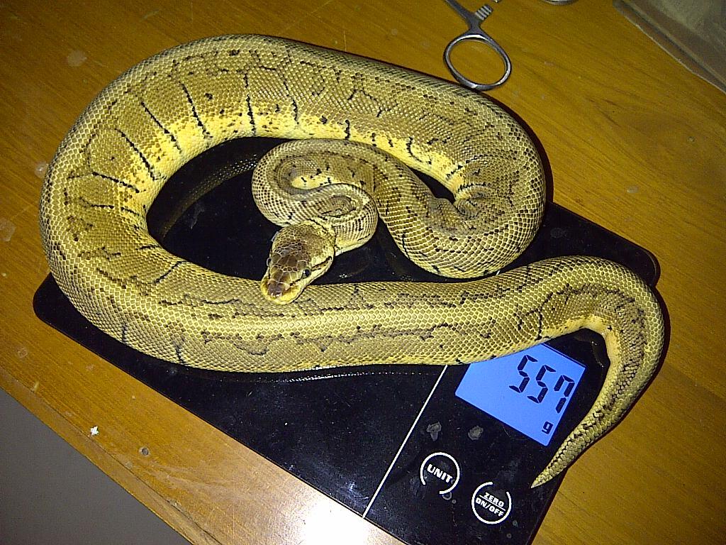 Ball Python Lemon Blast & Mocca Male Ball Phyton