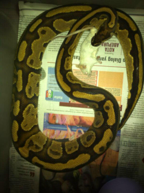 Ball Python Lemon Blast & Mocca Male Ball Phyton