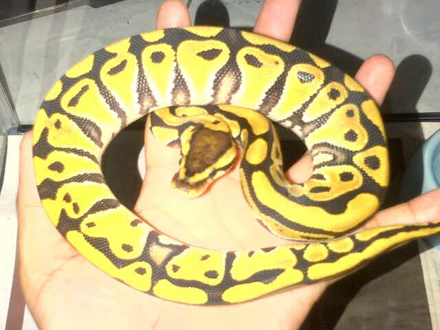 Ball Python Desert Female Ball Phyton