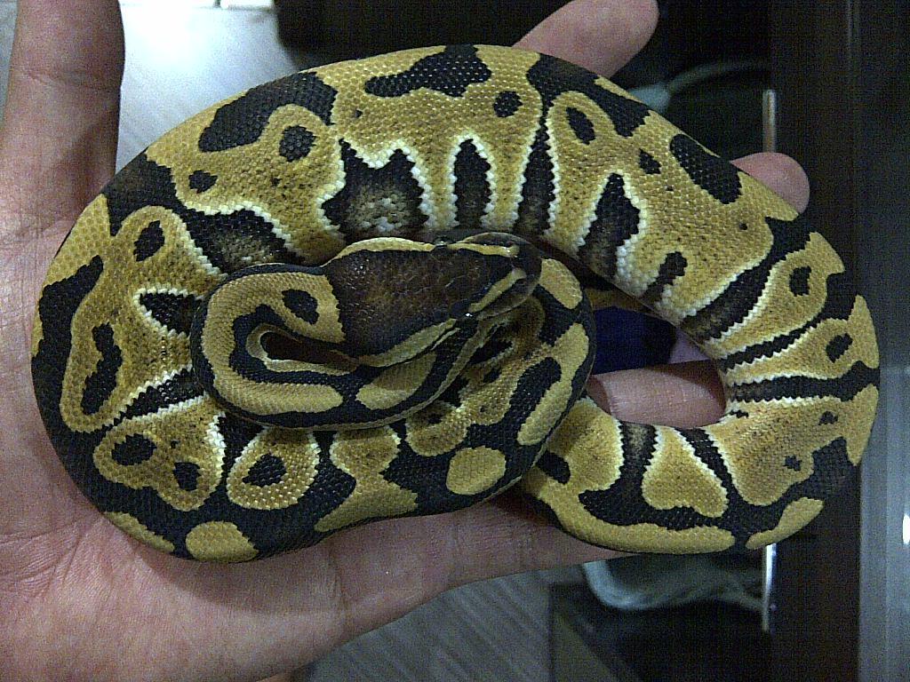 Ball Python Desert Female Ball Phyton