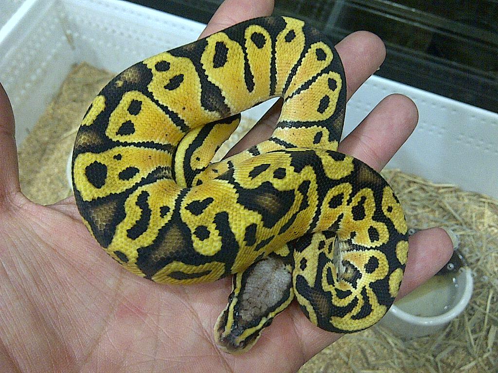 Ball Python Pastel Vanilla Male & Vanilla Pair Ball Phyton