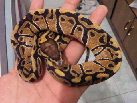 Ball Python Pastel Vanilla Male & Vanilla Pair Ball Phyton