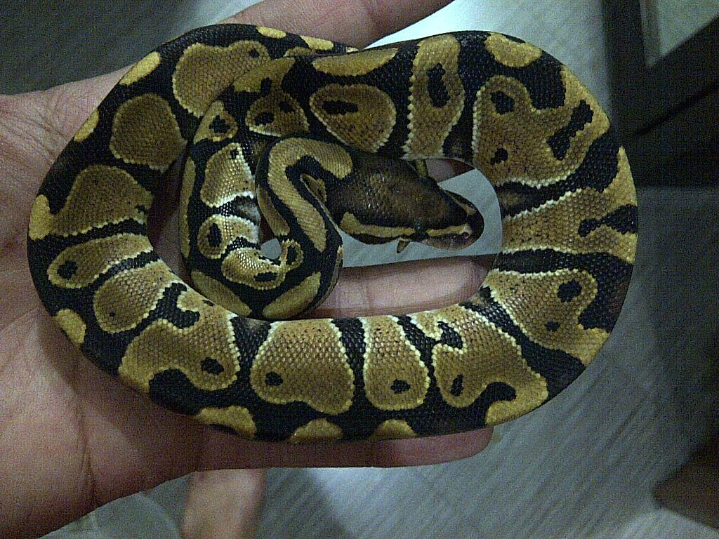 Ball Python Pastel Vanilla Male & Vanilla Pair Ball Phyton