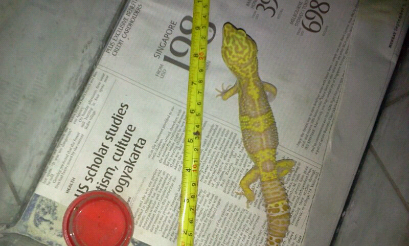 Gecko di jual murah