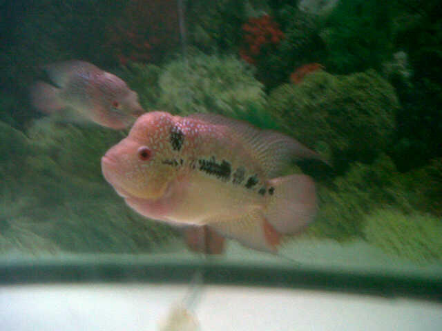 Jual Louhan Kamfa, Cencu dan Golden Base Female