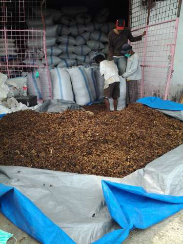 Dicari bunga kamboja kering