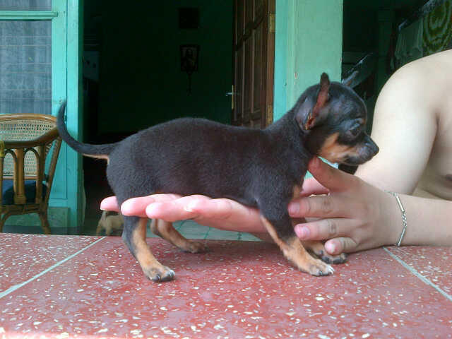 Cihuahua Male