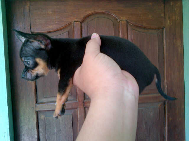 Cihuahua Male
