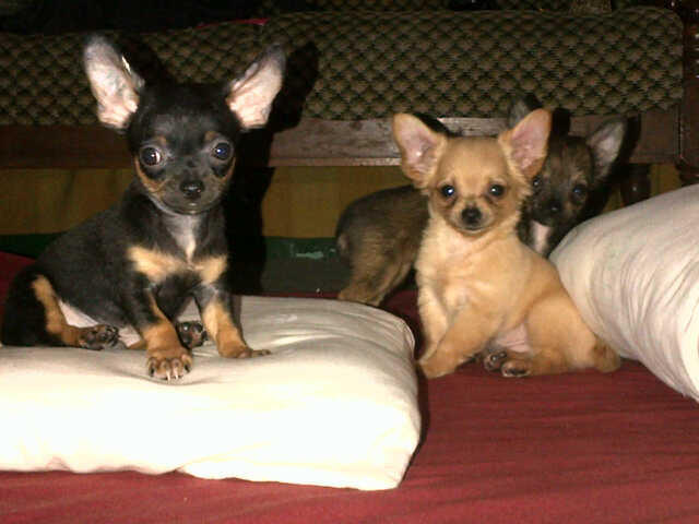 Cihuahua Male
