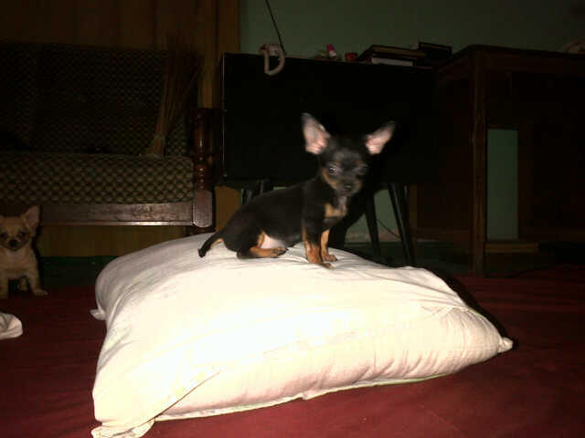 Cihuahua Male