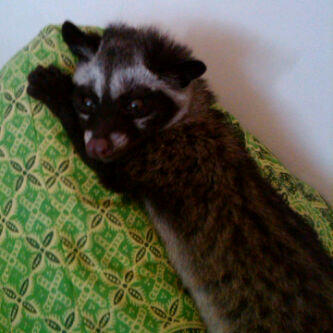 Musang Pandan ujung ekor PUTIH