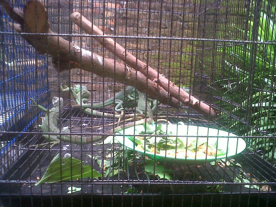 JUAL GREEN IGUANA ELSAVADOR
