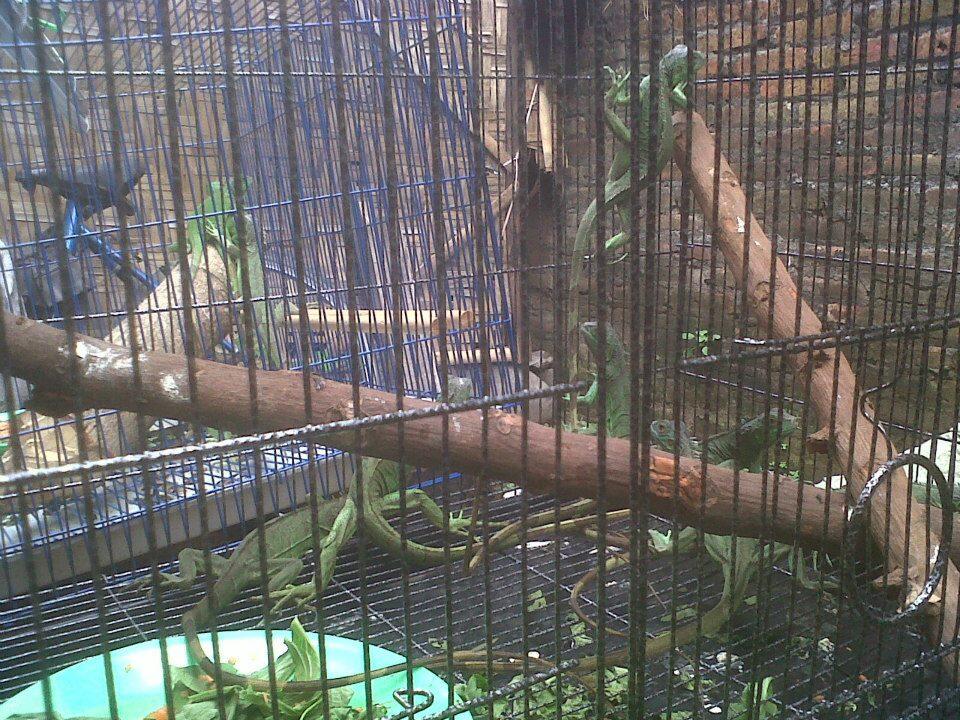 JUAL GREEN IGUANA ELSAVADOR